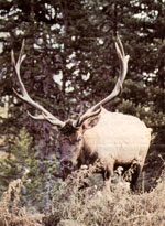 
Elk shed their racks late in the season
